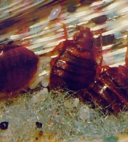 bed-bugs-and-eggs